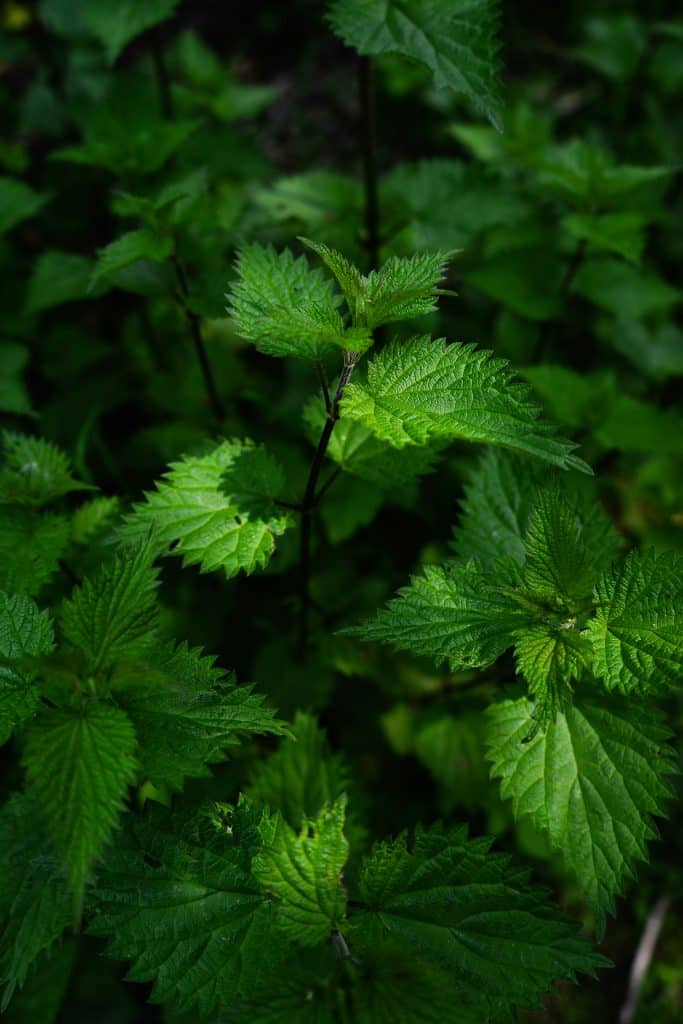 The Nettle Paradox: How the plant that stings you may also heal you